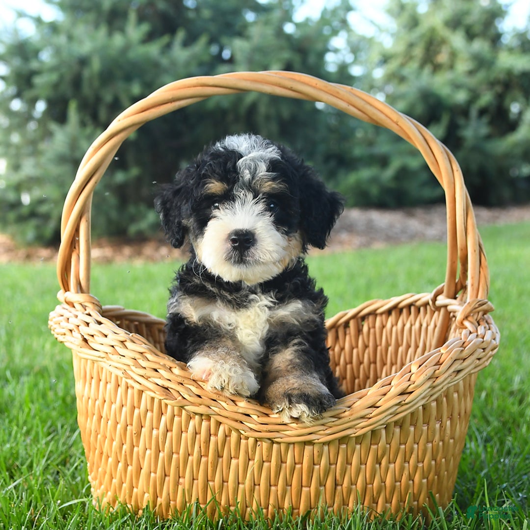 Mini Bernedoodle dogs for sale: Pongo - Image 7