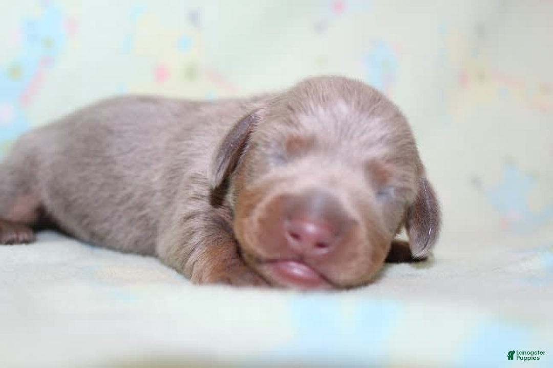 Dachshund dogs for sale: Stella Male 3 - Image 9