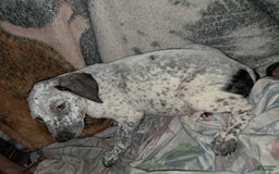 Dogo Argentino dogs for sale: Titan - Image 2