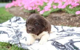 Newfoundland dogs for sale: Bruno - Image 3