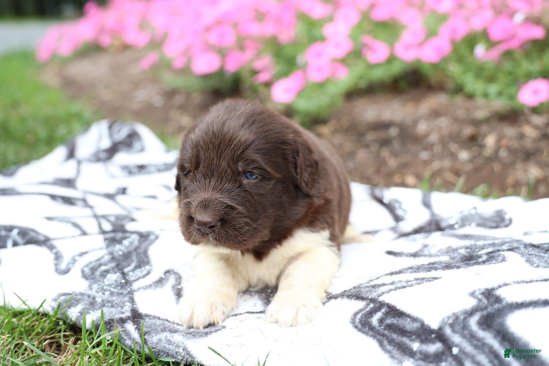 Newfoundland dogs for sale: Bruno - Image 3