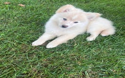 Pomsky dogs for sale: Mickey - Image 3