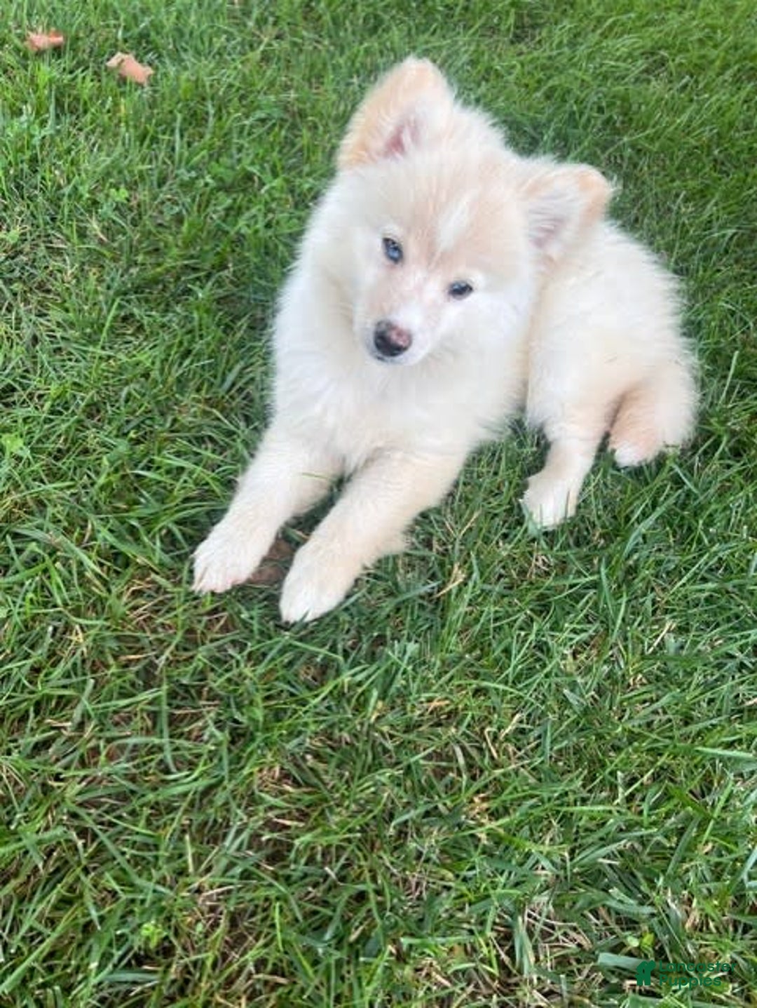 Pomsky dogs for sale: Mickey - Image 3
