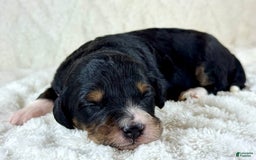 Aussiedoodle dogs for sale: Btf1 - Listing for pets: Btf1, Btf1 - Image 3
