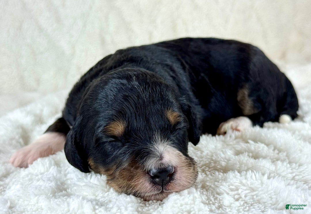 Aussiedoodle dogs for sale: Btf1 - Listing for pets: Btf1, Btf1 - Image 3