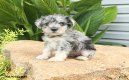 Miniature Schnauzer dogs for sale: Micky - Image 3