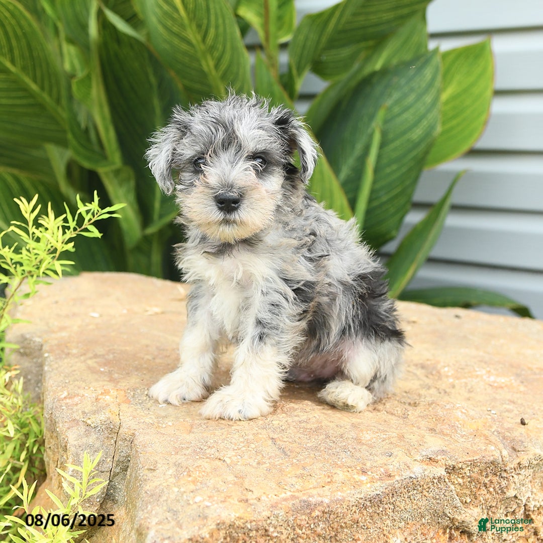 Miniature Schnauzer dogs for sale: Micky - Image 3