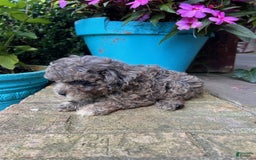 Cavapoo dogs for sale: Rex - Image 5