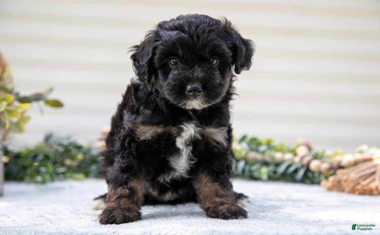 Mini Aussiedoodle dogs - Advert 23