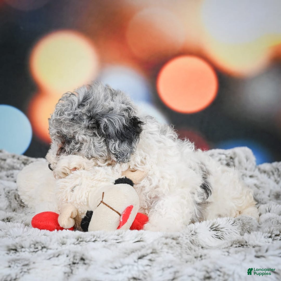 Miniature Poodle dogs for sale: Amber - Image 9