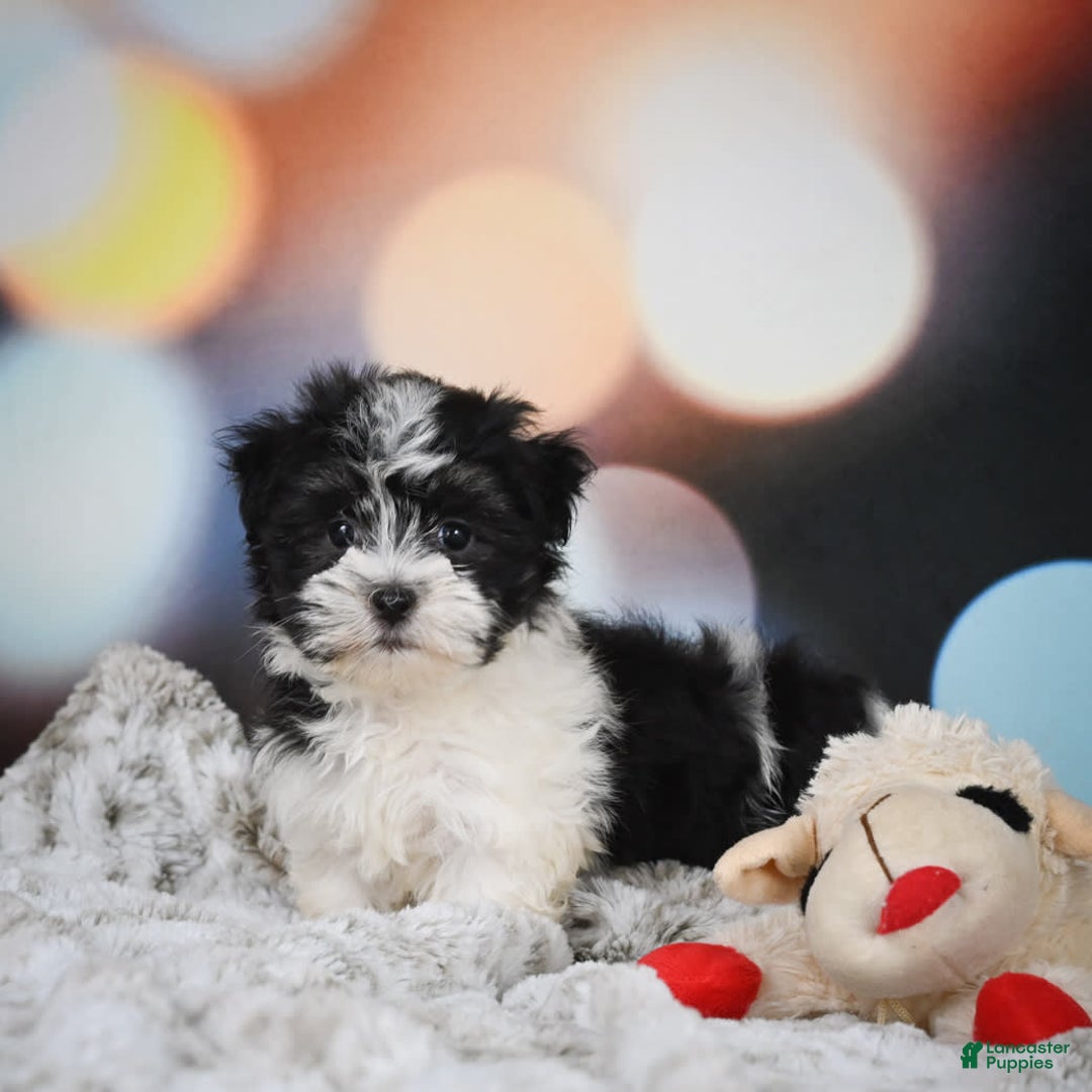Havanese dogs for sale: Lexi - Image 8