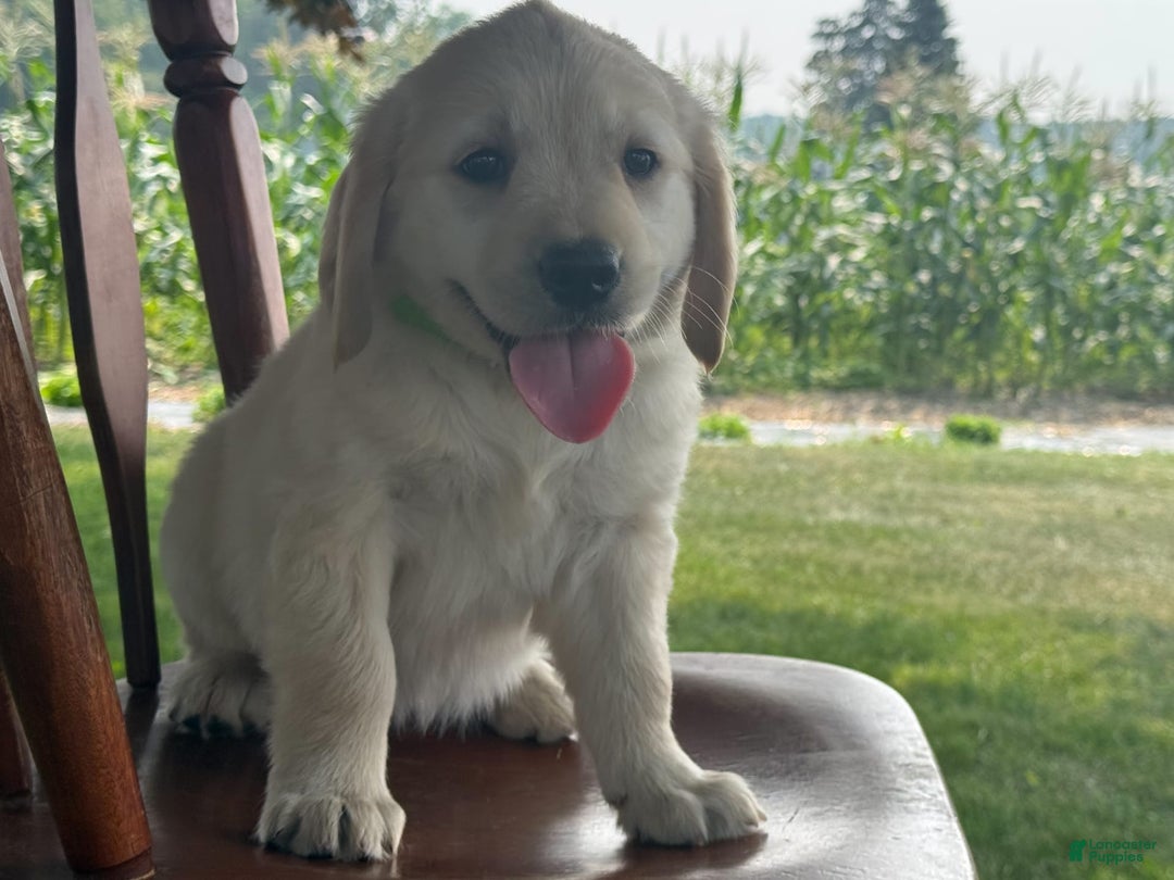Golden Retriever dogs for sale: Friendly Fern - Image 14