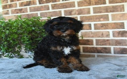 Cavapoo dogs for sale: Tessa - Image 4