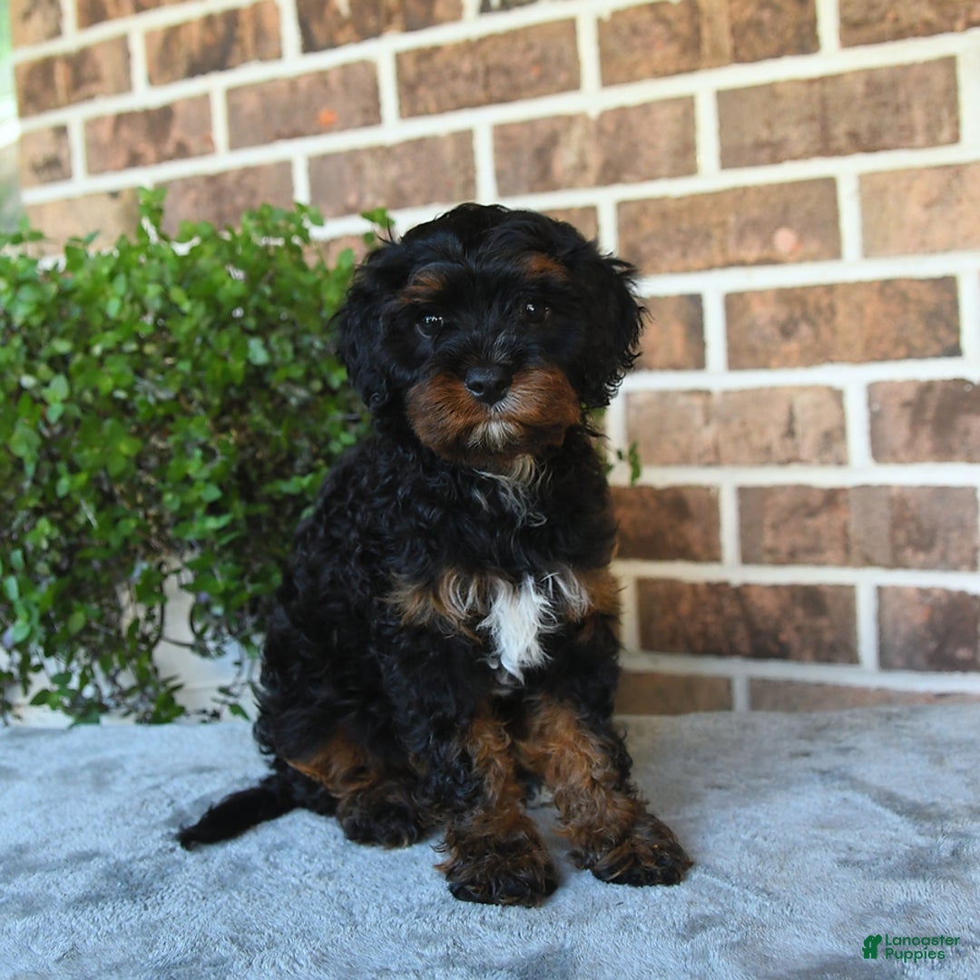 Cavapoo dogs for sale: Tessa - Image 4