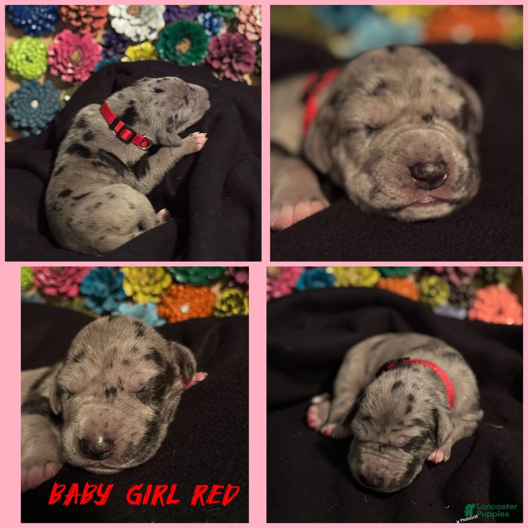Great Dane dogs for sale: Baby Girl Red - Image 1