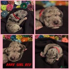 Baby Girl Red