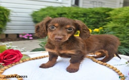 Miniature Dachshund dogs for sale: Tom - Image 6