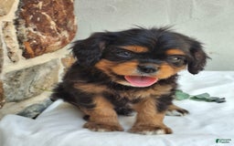 Cavalier King Charles Spaniel dogs for sale: Sprinkles - Image 1