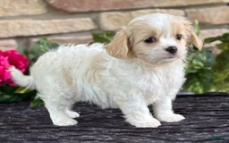 Cavalier King Charles Spaniel dogs for sale: ELLA - Image 9
