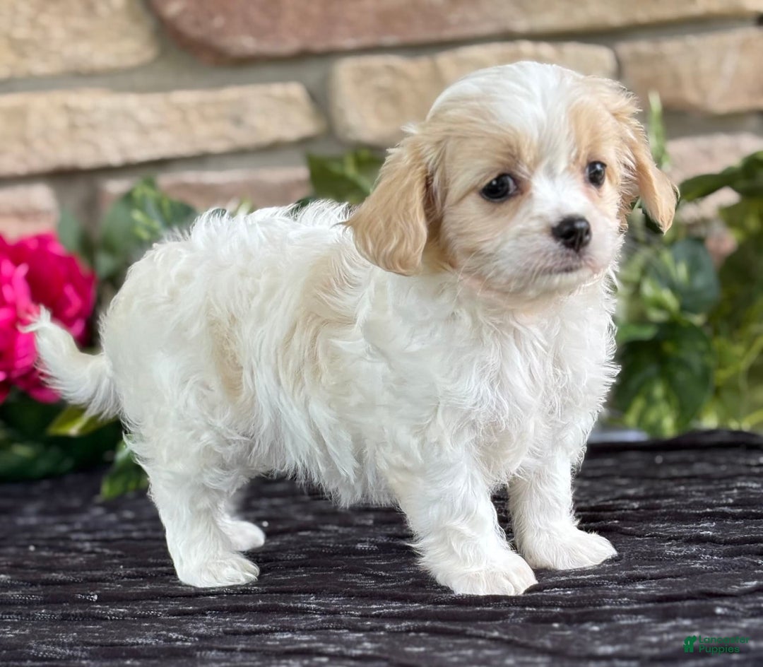 Cavalier King Charles Spaniel dogs for sale: ELLA - Image 9