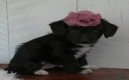 Yorkiepoo dogs for sale: Allie - Image 1