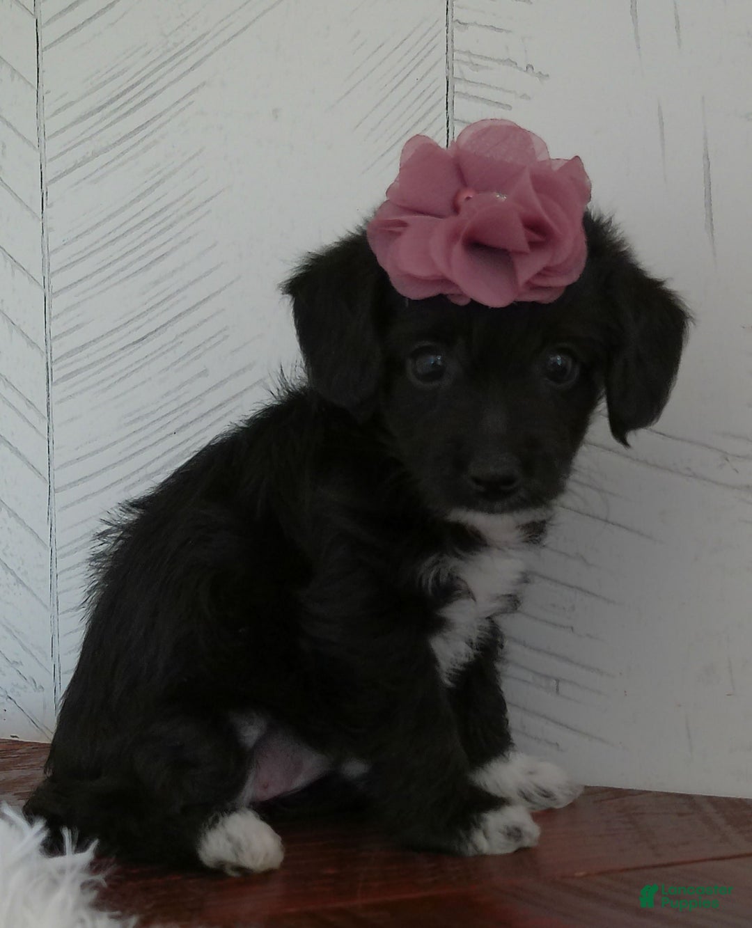 Yorkiepoo dogs for sale: Allie - Image 1
