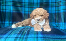 Cavapoo dogs for sale: Denver - Image 6