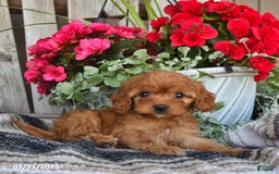 Cavapoo dogs for sale: Duke - Image 2