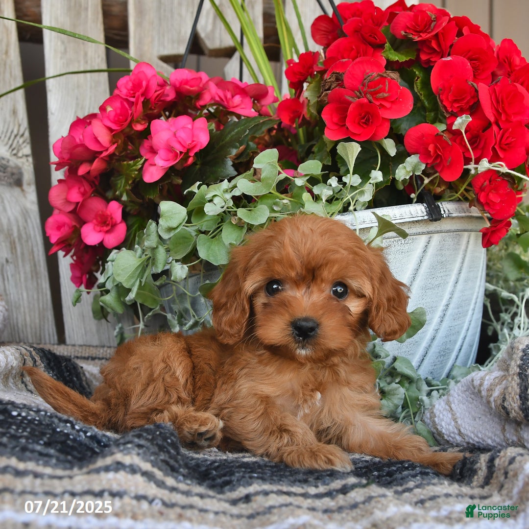 Cavapoo dogs for sale: Duke - Image 2