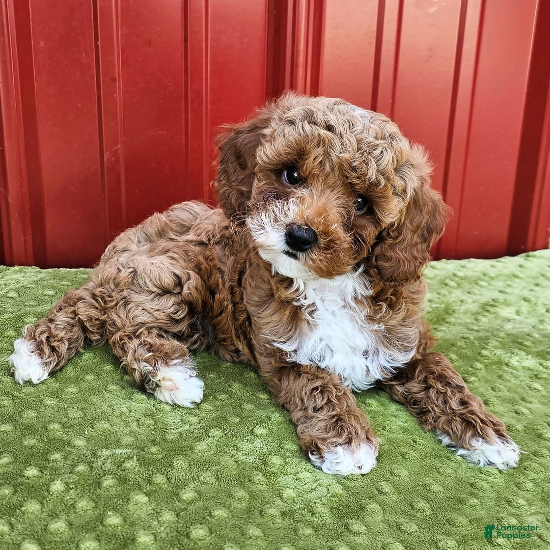 Miniature Poodle dogs for sale: Bailey - Image 3