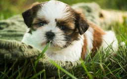 Shih Tzu dogs for sale: Charlotte - Image 3