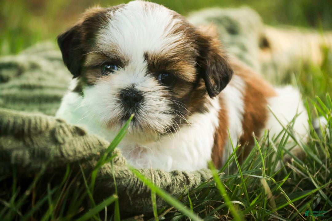 Shih Tzu dogs for sale: Charlotte - Image 3