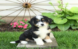 Mini Bernedoodle dogs for sale: Pepper - Image 5