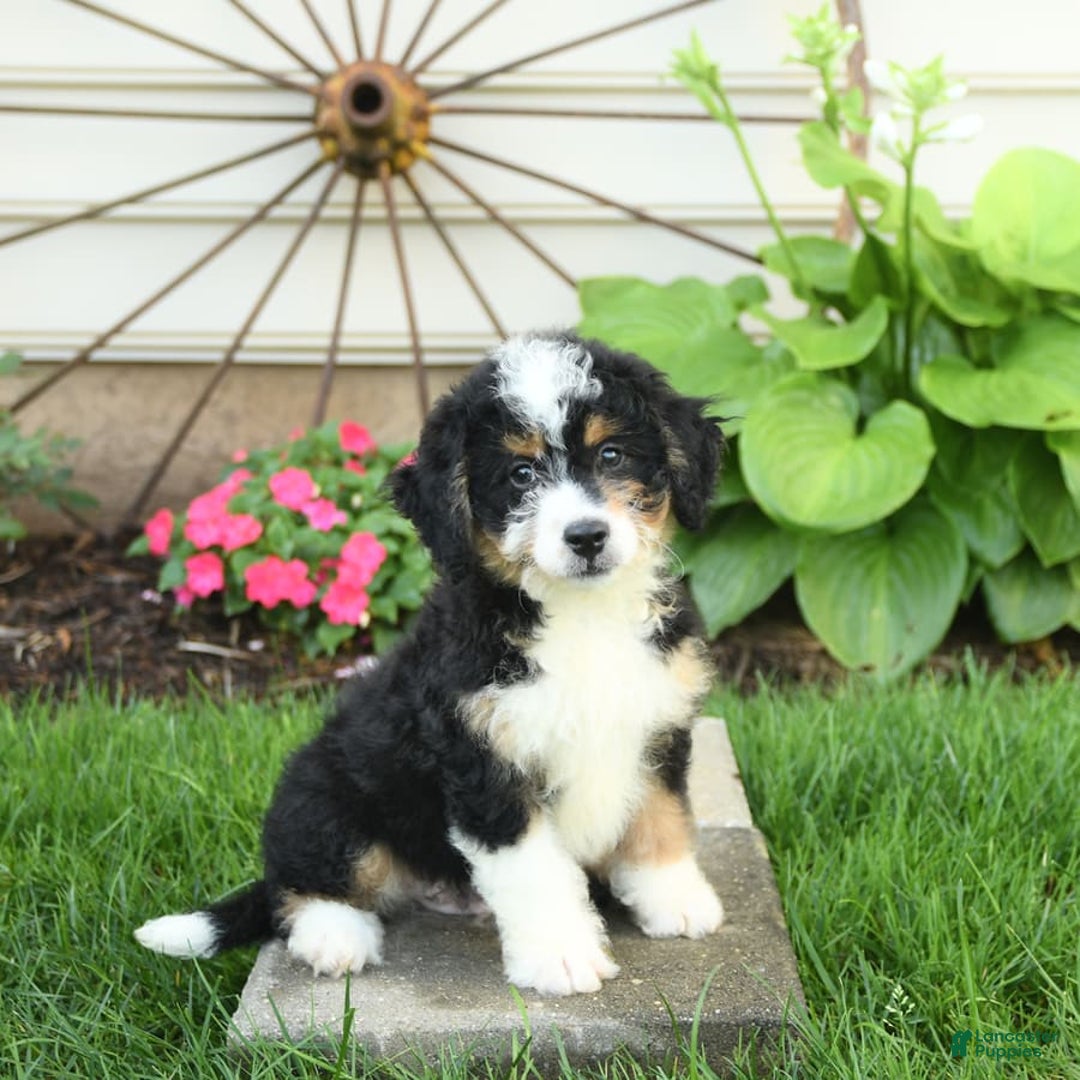 Mini Bernedoodle dogs for sale: Pepper - Image 5