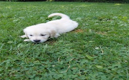 Golden Retriever dogs for sale: Pepper - Image 30