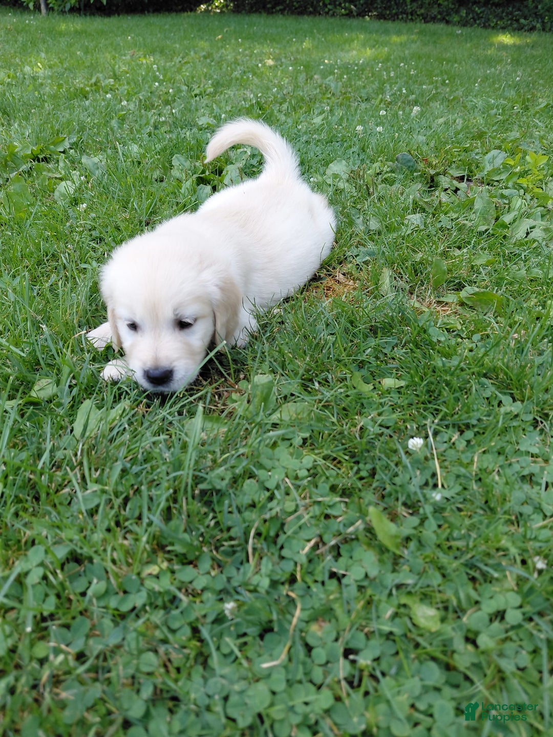 Golden Retriever dogs for sale: Pepper - Image 30