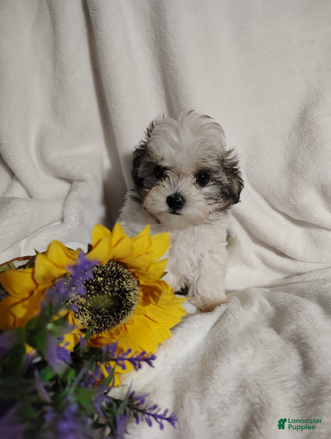 Maltipoo dogs for sale: Popeye - Image 5