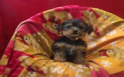 Yorkshire Terrier dogs for sale: Nova - Image 4