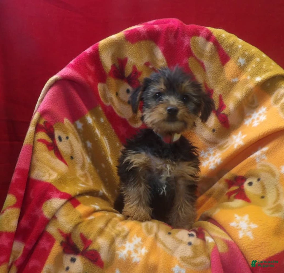 Yorkshire Terrier dogs for sale: Nova - Image 4