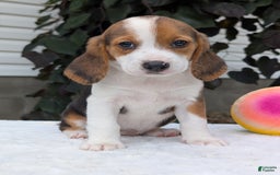 Beagle dogs for sale: Rosie - Image 8