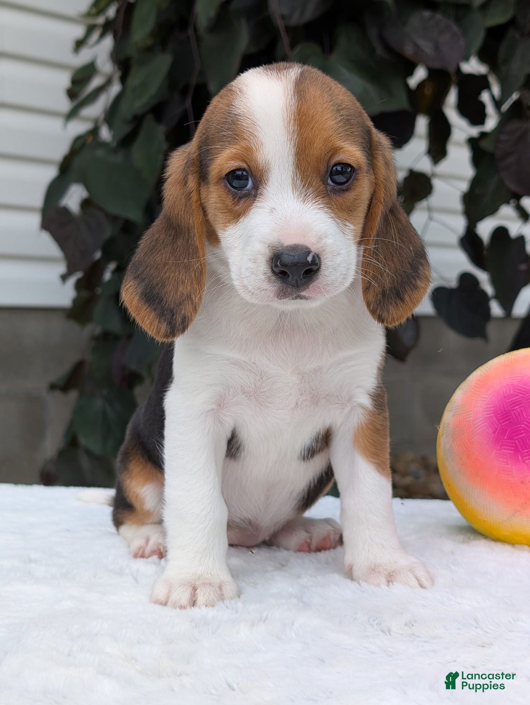 Beagle dogs for sale: Rosie - Image 8