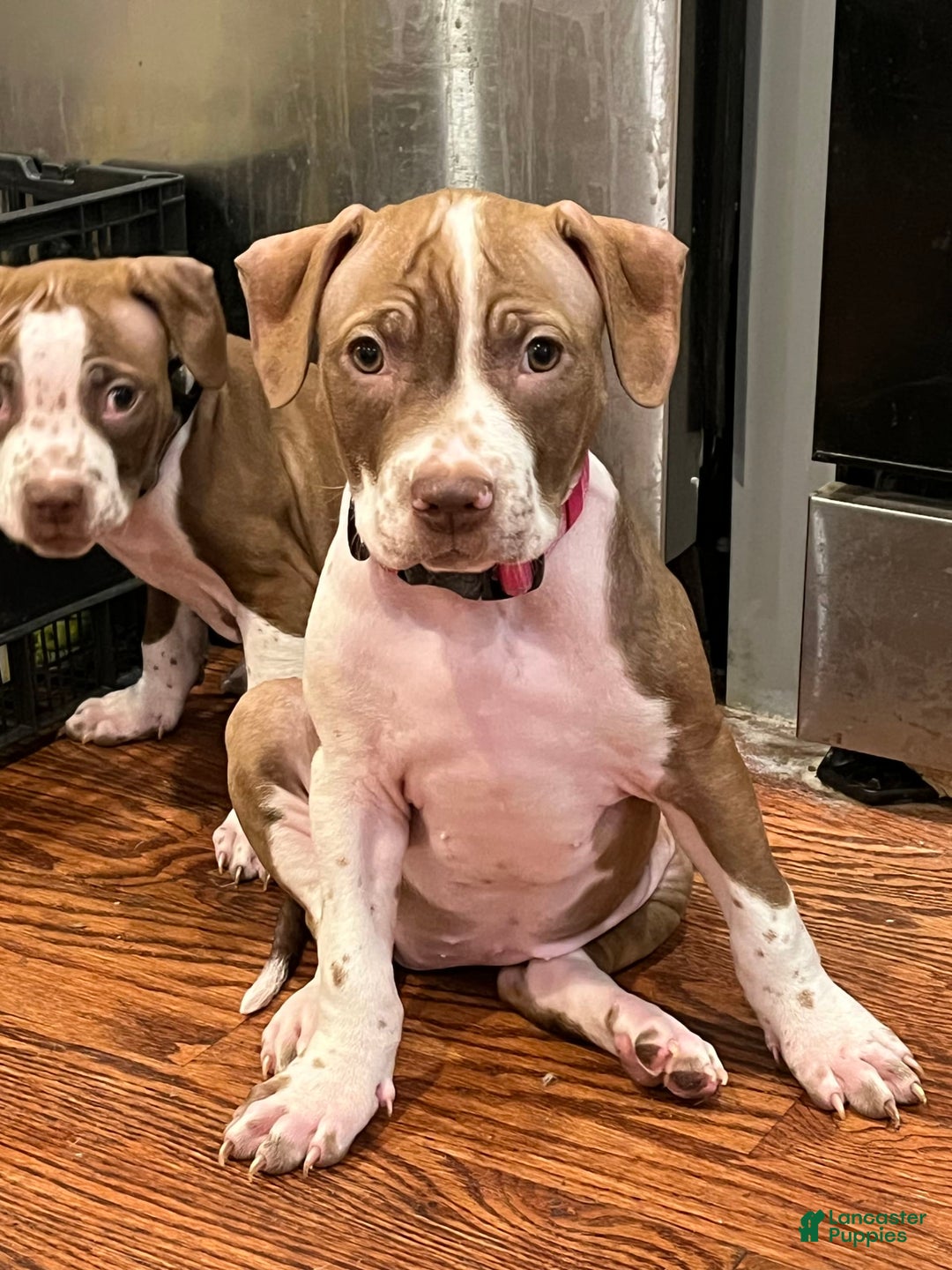 American Staffordshire Terrier dogs for sale: Lady - Image 5