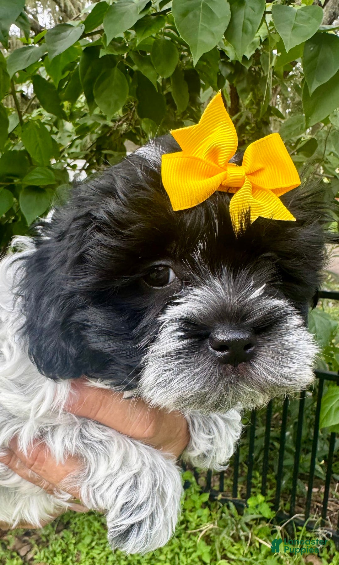 Maltipoo dogs for sale: Freckles - Image 1