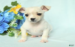 Chihuahua dogs for sale: Mark - Image 4