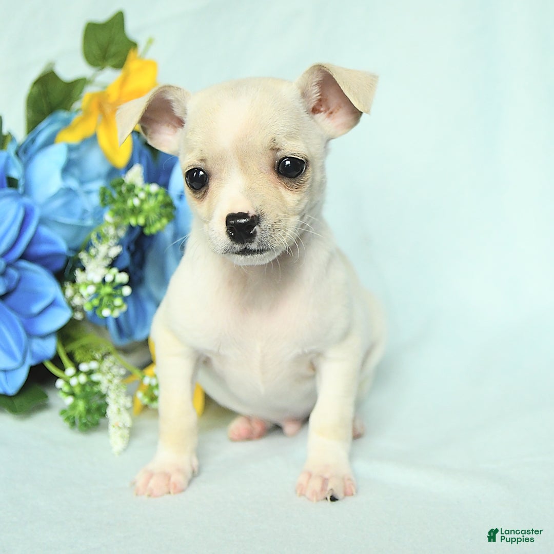 Chihuahua dogs for sale: Mark - Image 4
