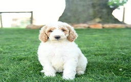 Standard Poodle dogs for sale: Cinnamon - Image 1