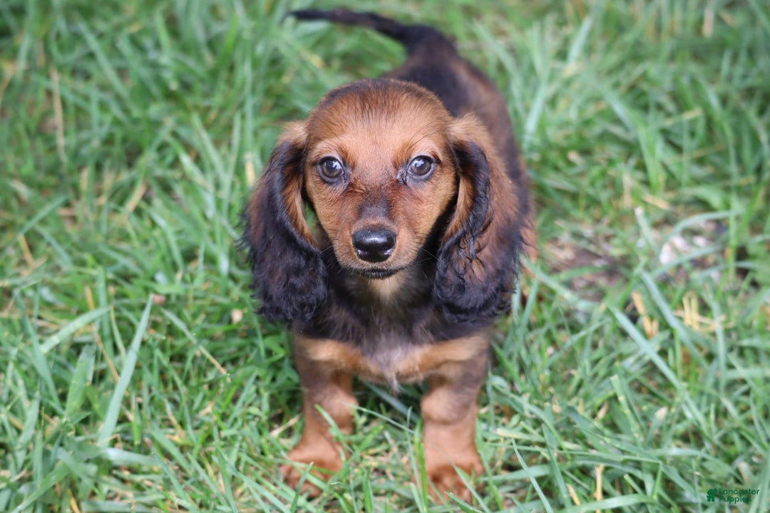 Miniature Dachshund dogs for sale: Dash - Image 6