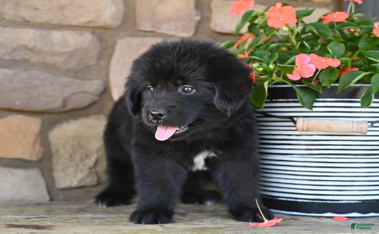 Newfoundland dogs for sale - Ad 2