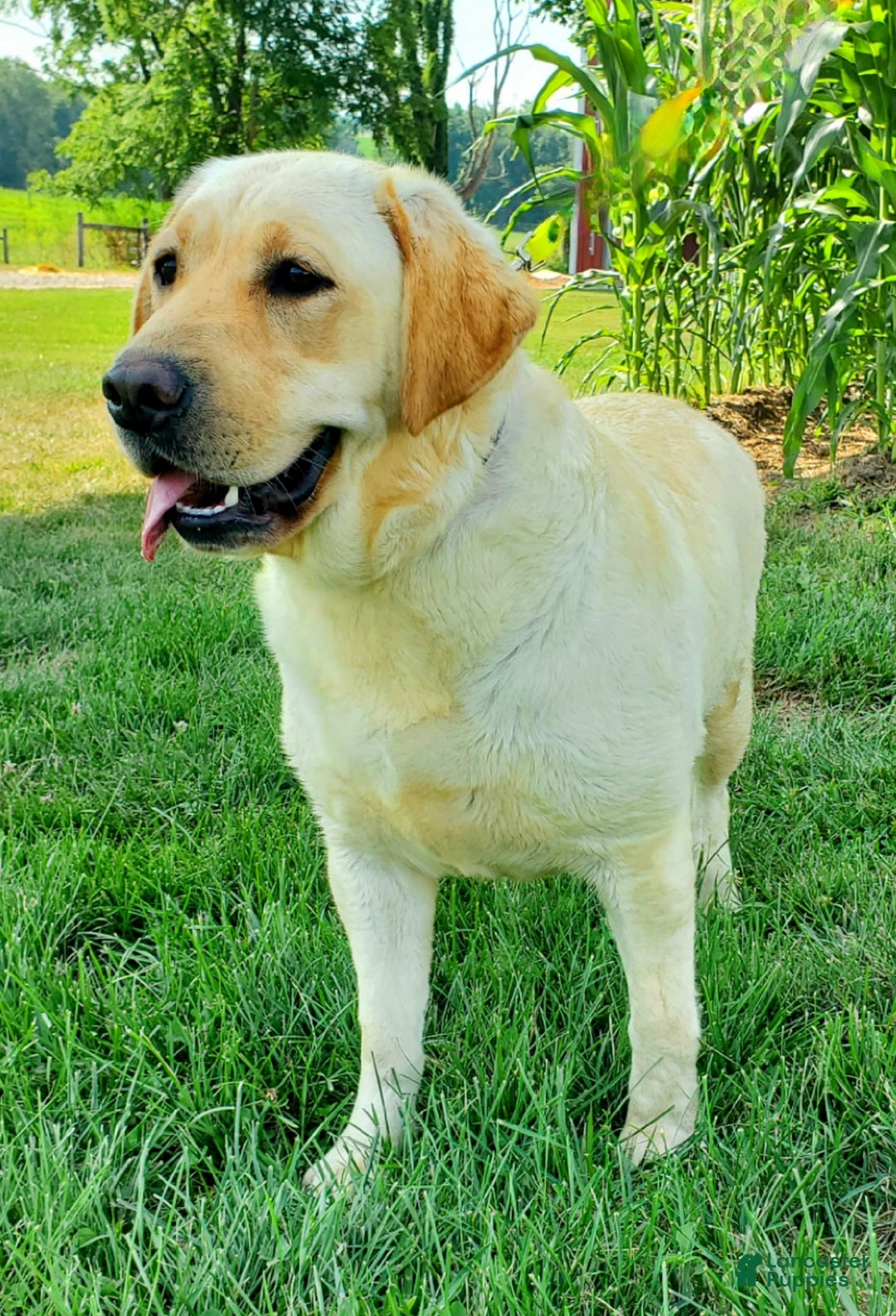 Labrador Retriever dogs for sale: Lillyanna - Image 2
