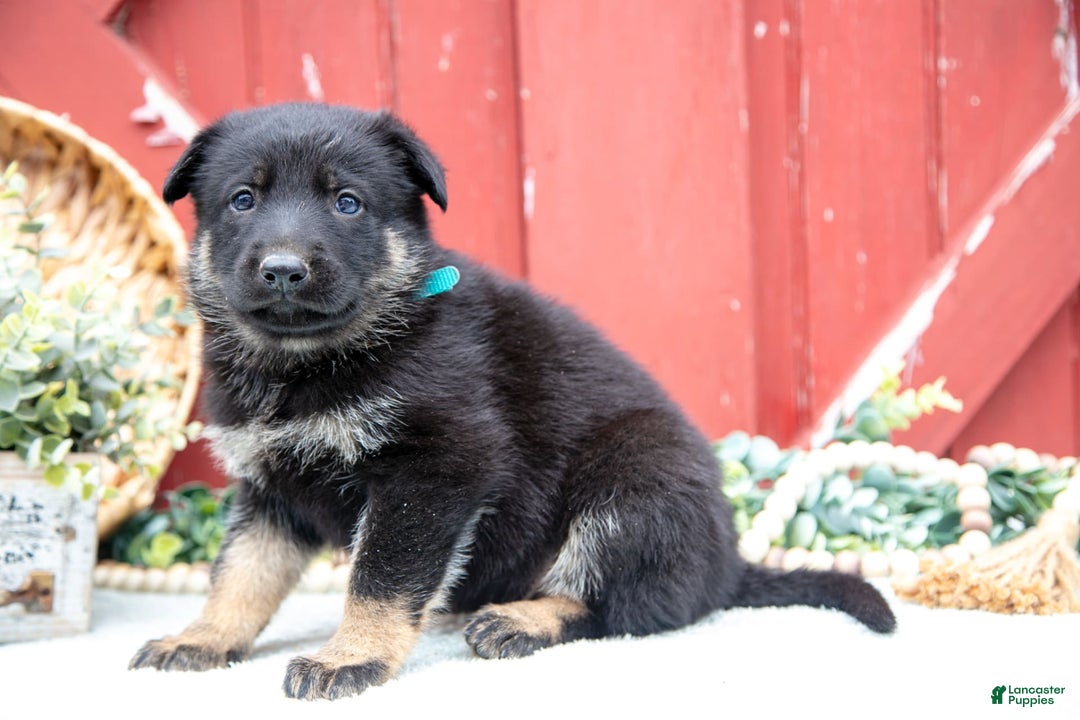 German Shepherd dogs for sale: Sushi - Image 8
